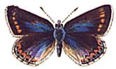butterfly6.jpg